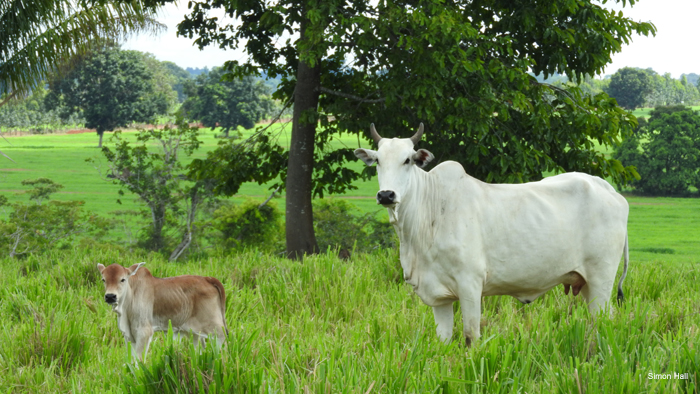 Cattle - International Conservation, National Wildlife Federation