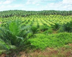 Effect of oil palm sustainability certification on deforestation and fire in Indonesia (2017)
