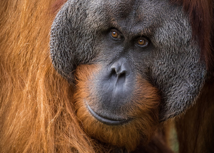 Statement in Support of Sustainable Palm Oil