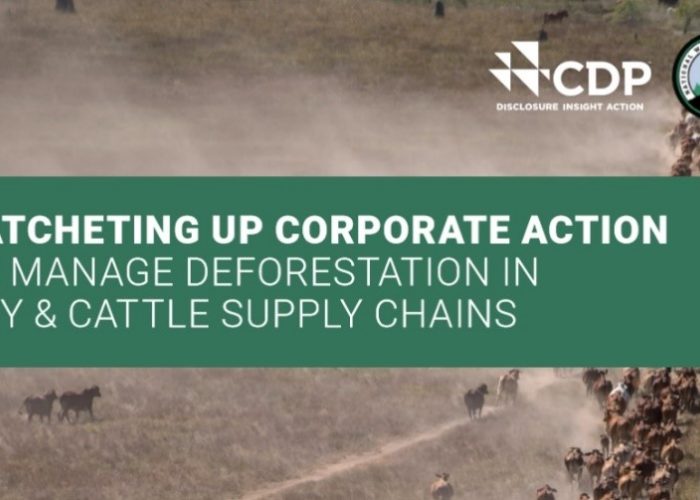 Ratcheting up corporate action to manage deforestation in soy and cattle supply chains